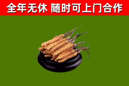 正定回收散虫草