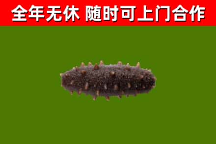 正定回收海参干